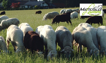 METRO Oesterreich, Regionah, Lieferant Mattigtaler Lamm