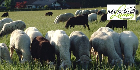 METRO Oesterreich, Regionah, Lieferant Mattigtaler Lamm