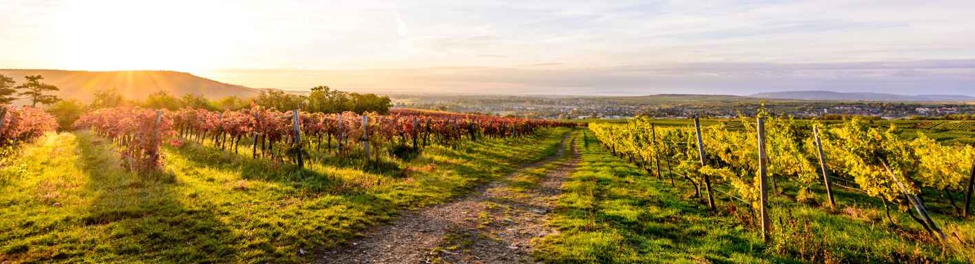 Österreichische Weine