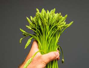 Wildspargel