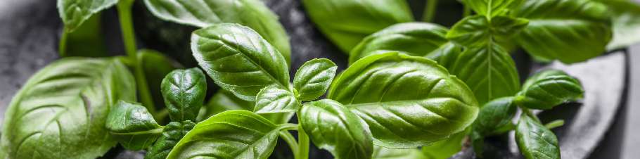 Basilikum