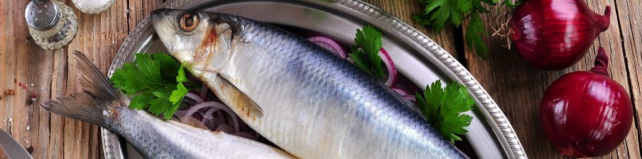 Der Hering und sein Lebensraum