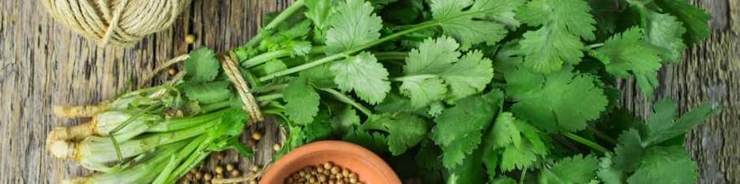 Koriander