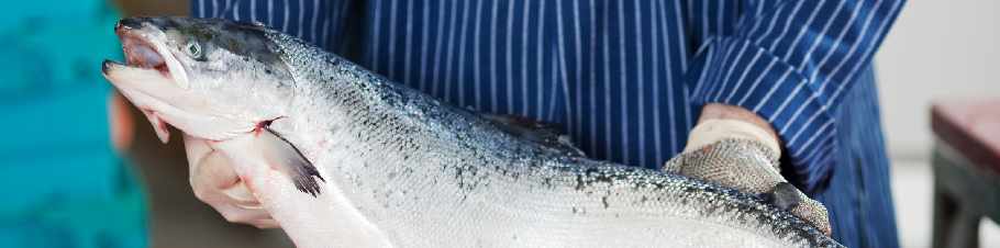 Der Lachs und sein Lebensraum