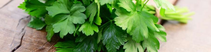Petersilie