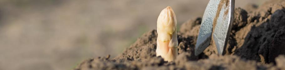 Reinweiß aus der Erde gezogen