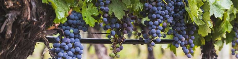 Wein Südamerika