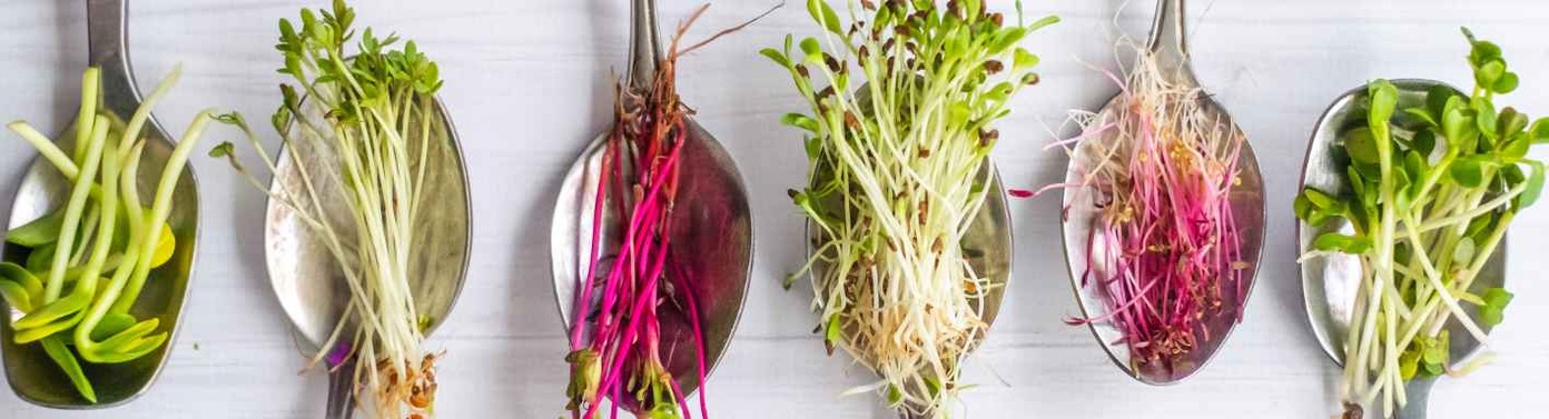 Kresse und Microgreens