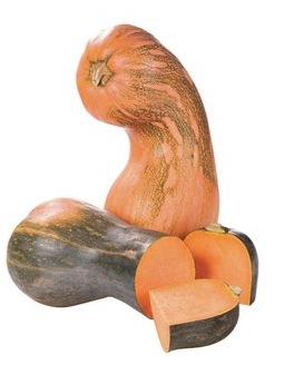 Stangenkürbis im Großhandel kaufen