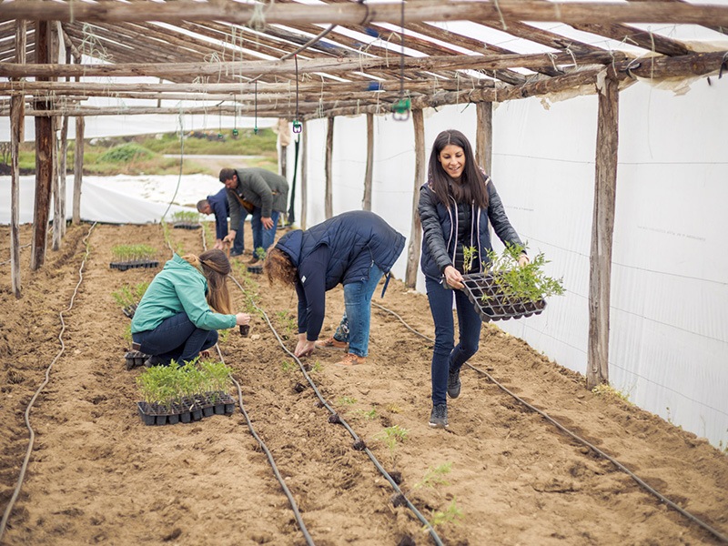 Сезонът на плодовете и зеленчуците е открит. МЕТРО България ще предложи над 8 600 тона българска продукция в рамките на програмата „Отгледано с грижа в България“