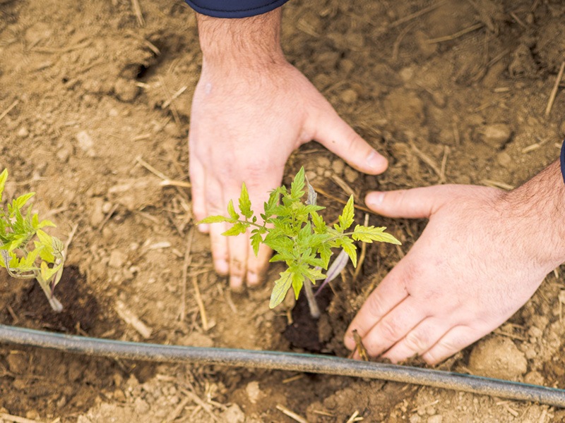 „Отгледано с грижа в България“ – програма с история и ясни ангажименти 
