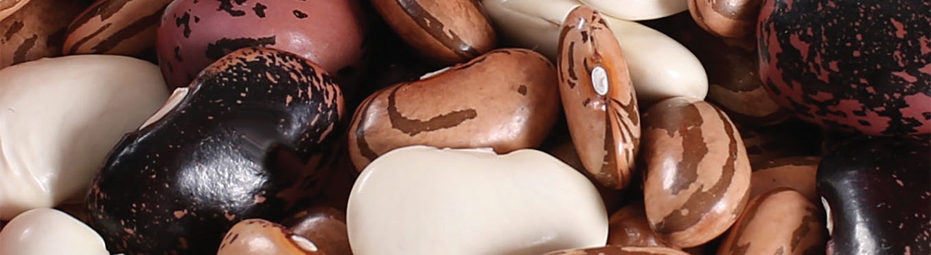 Смилянски фасул