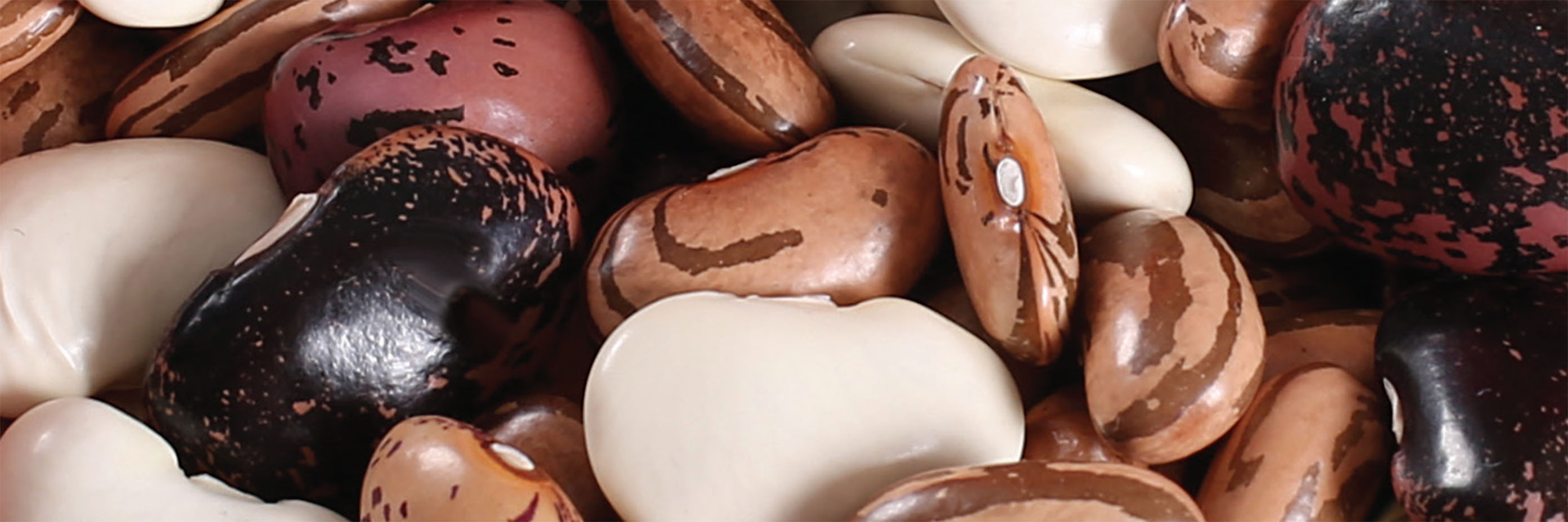 Смилянски фасул