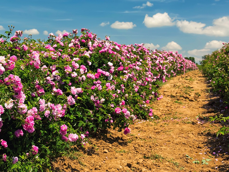 Розова долина