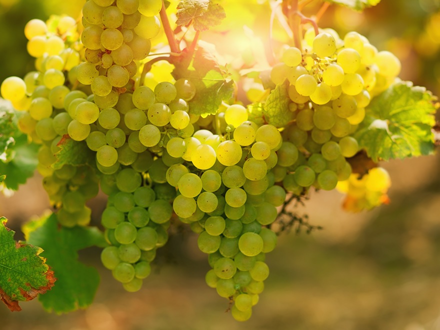 Нова Зеландия