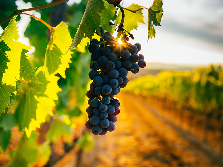 Южна Африка