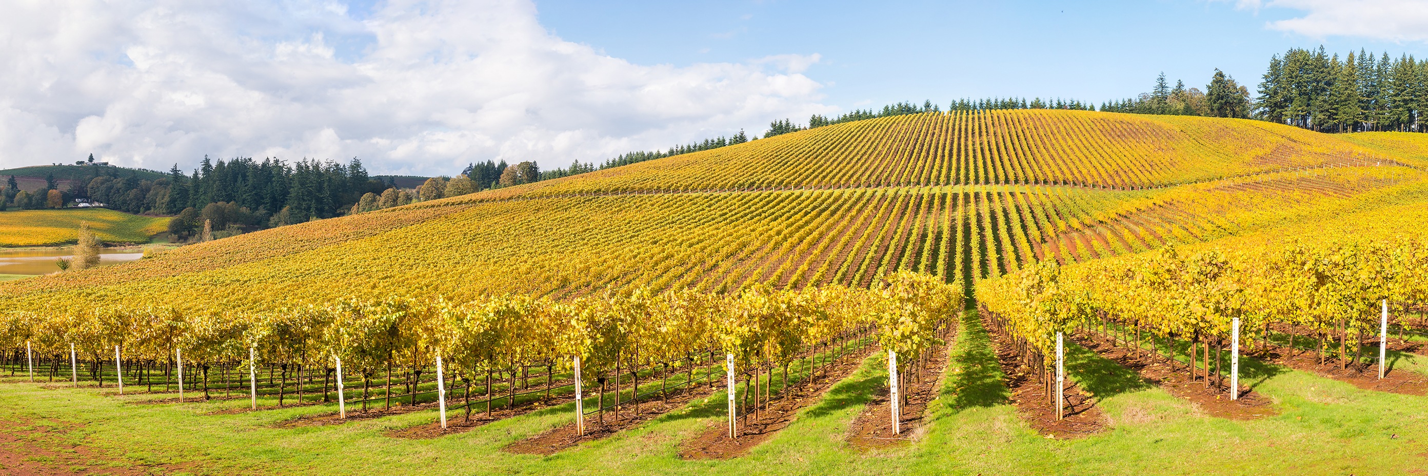 ВИНО ОТ НОВИЯ СВЯТ