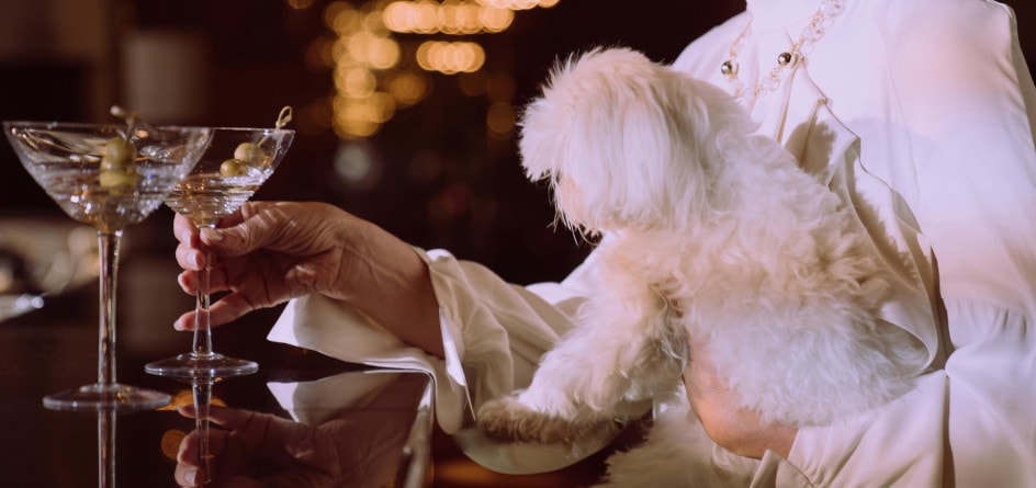 Hotel pets services