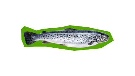 Ryby jen z ověřených zdrojů