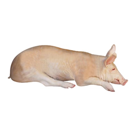 Kolik Stoji Sele (Jejich cena, lišit závislosti, selat může, cena může, ceněných plemen) Kolik Stoji Sele