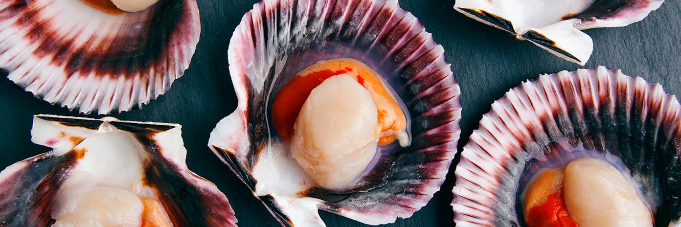 Hřebenatka labradorská