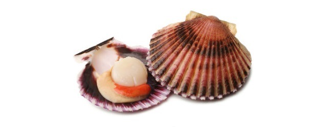 Hřebenatka labradorská