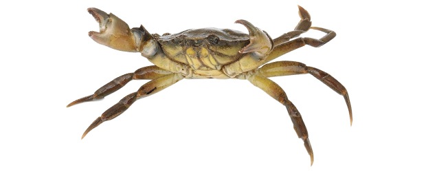 Krab německý