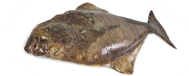 Halibut grónský