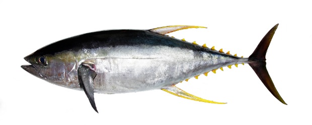 Tuňák žlutoploutvý