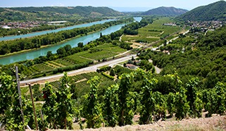 Côtes du Rhone