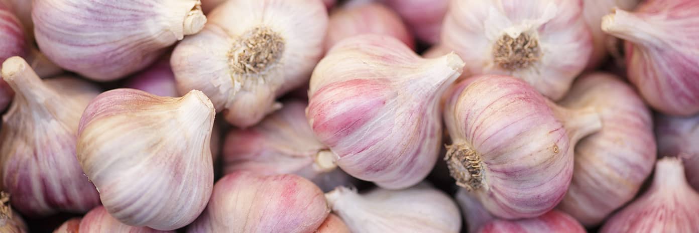 Česnek