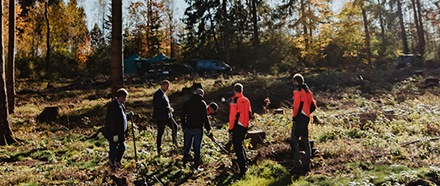 Wiederaufforstung im Harz
