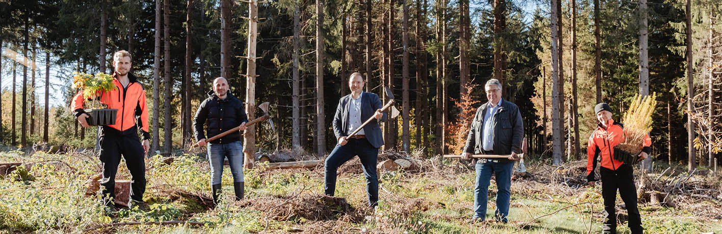 Wiederaufforstung im Harz