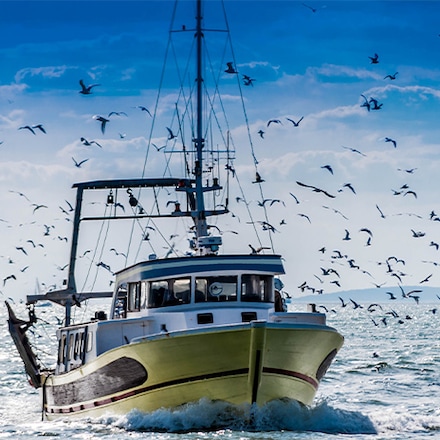 Gewissenhafter Genuss: Nachhaltigkeit im Fischfang