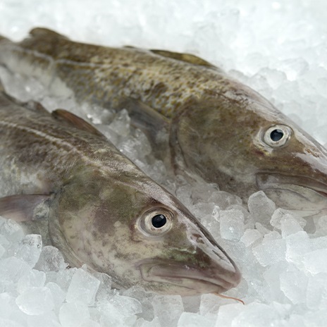 Kabeljau – auch Skrei, Bacalao oder Dorsch genannt