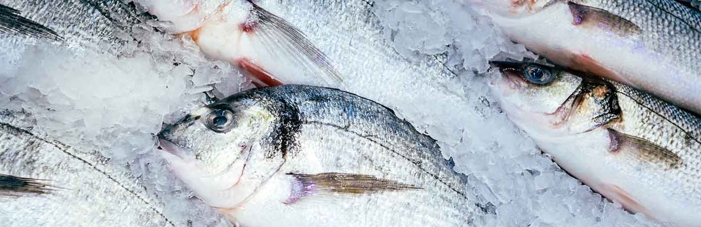 Salzwasserfische