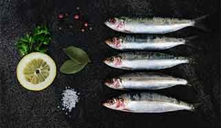 Sardine