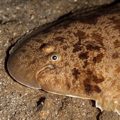 Seezungen bevorzugen die Küstennähe