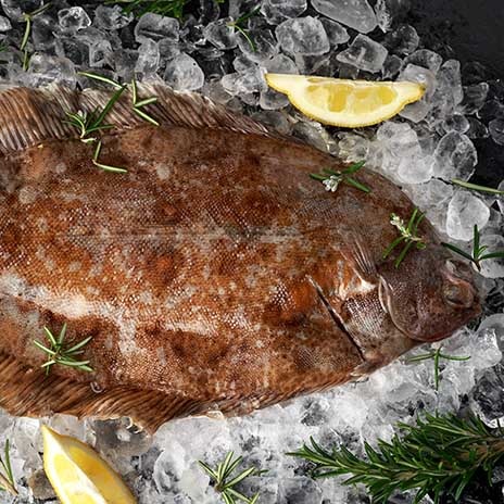 Rotzunge vs. Seezunge