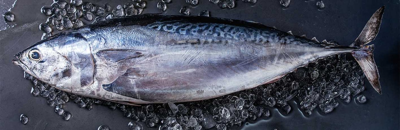 Thunfisch