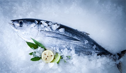 thunfisch23v4