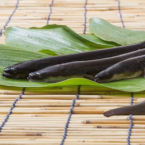 Der Edelfisch ist das ganze Jahr über verfügbar