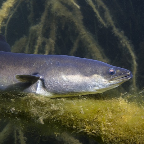 Aal - ein gut beschützter Fisch