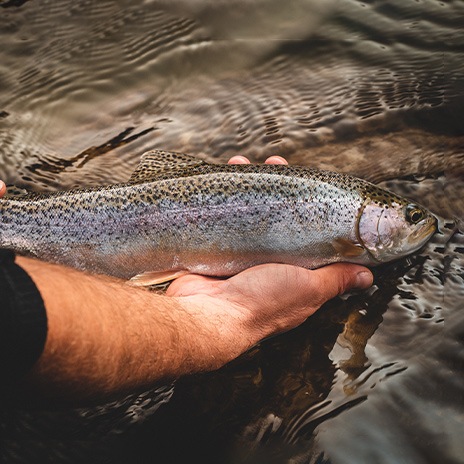 Lachsforelle mit besonders viel Omega-3-Fettsäuren