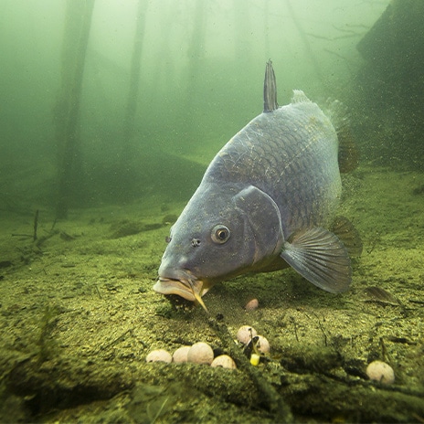 Warme Gewässer sind die Wohlfühlzone