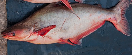 Pangasius