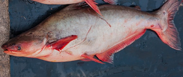 Pangasius