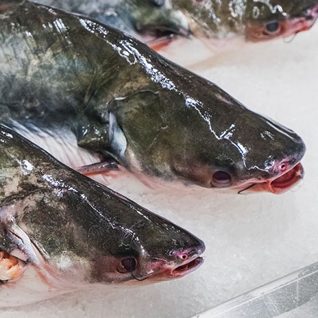 Frischen Pangasius kaufen