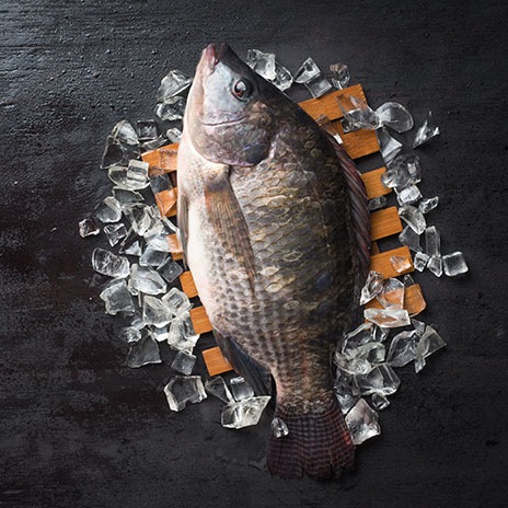 Fisch des Jahrtausends