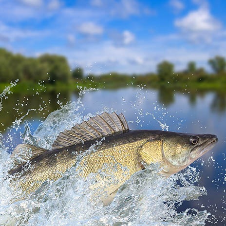 Zander - beliebt in der Sportfischerei